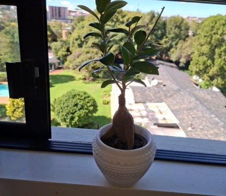 BONZAI TYPE SMALL PLANT - R100 (S SANDTON)