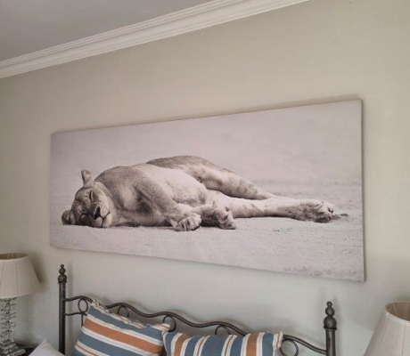 (LF38) Lion picture two sleeping lions - OFFERS