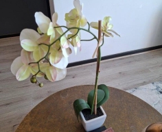 ARTIFICIAL ORCHID - R100 (S SANDTON)